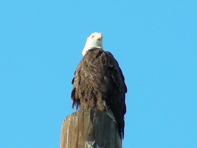 Eagle 2 Large