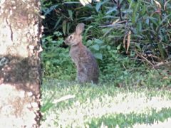 Rabbit Standing