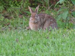 Rabbit staring